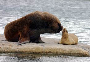 Seals and Sea Lions