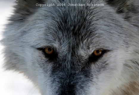 Arctic Wolf