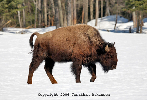 Bison