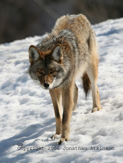 Coyote