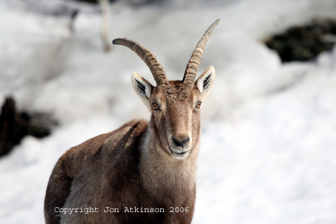 Ibex