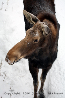 Moose