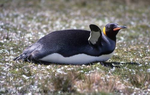 King Penguin