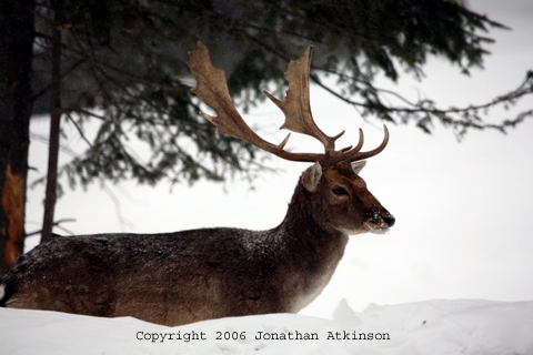 Wapiti