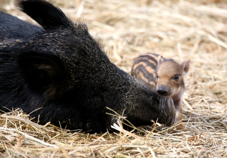 Wild Boar